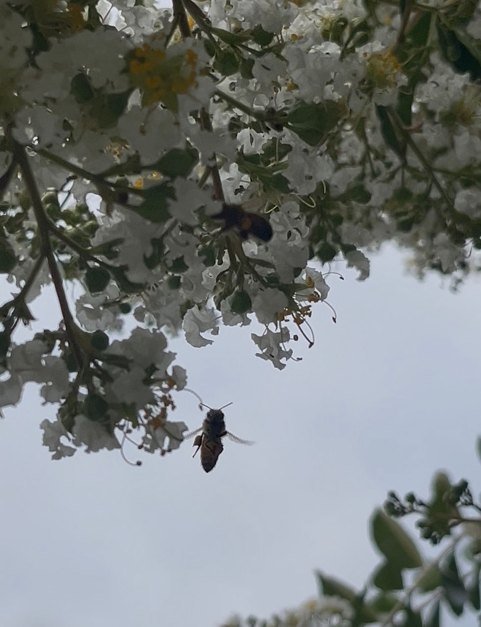 We moved to a new house last October and discovered we have a "bee tree" in our front yard! This crepe myrtle tree is now blooming and if you stand underneath it, the buzzing of bees is so loud! Some folks call my husband Mr. Honey and the two of us "The Honeys" due to my nickname Wild Honey, so it's only appropriate that we'd have a bee tree, LOL!