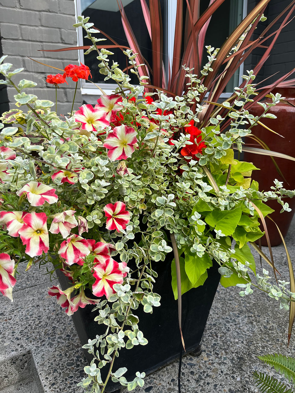 A vibrant planter with red and pink flowers, green and white leaves, set against a gray brick wall and window background.