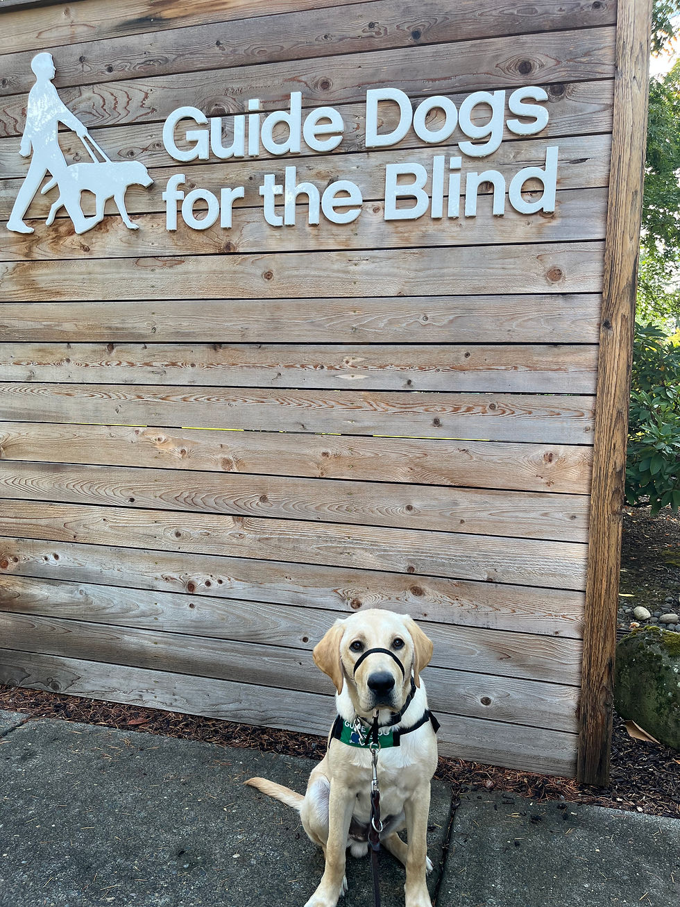 I accompanied my daughter and this beautiful boy named Craig to visit the campus of Guide Dogs for the Blind in Boring, Oregon where the dogs receive their training beginning around 18 months of age. She volunteers as an assistant raiser for the guide dogs. I have so enjoyed getting to know these incredible animals and the incredible people who work with them. 
