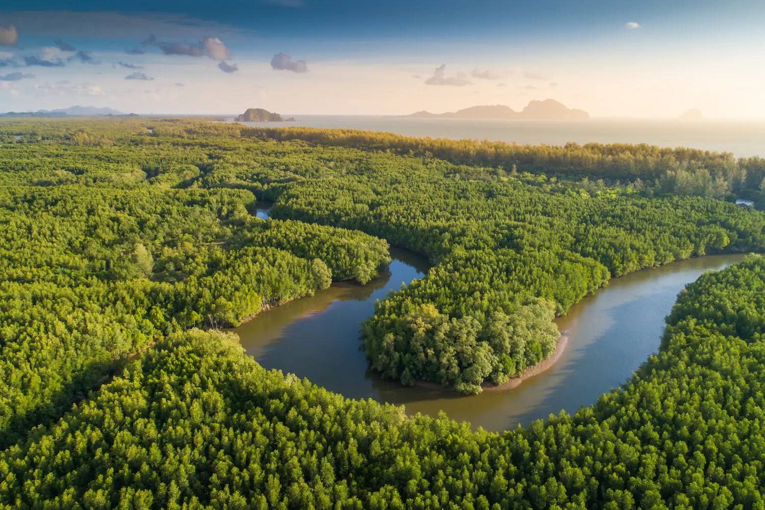 Mangroves Thailand.webp