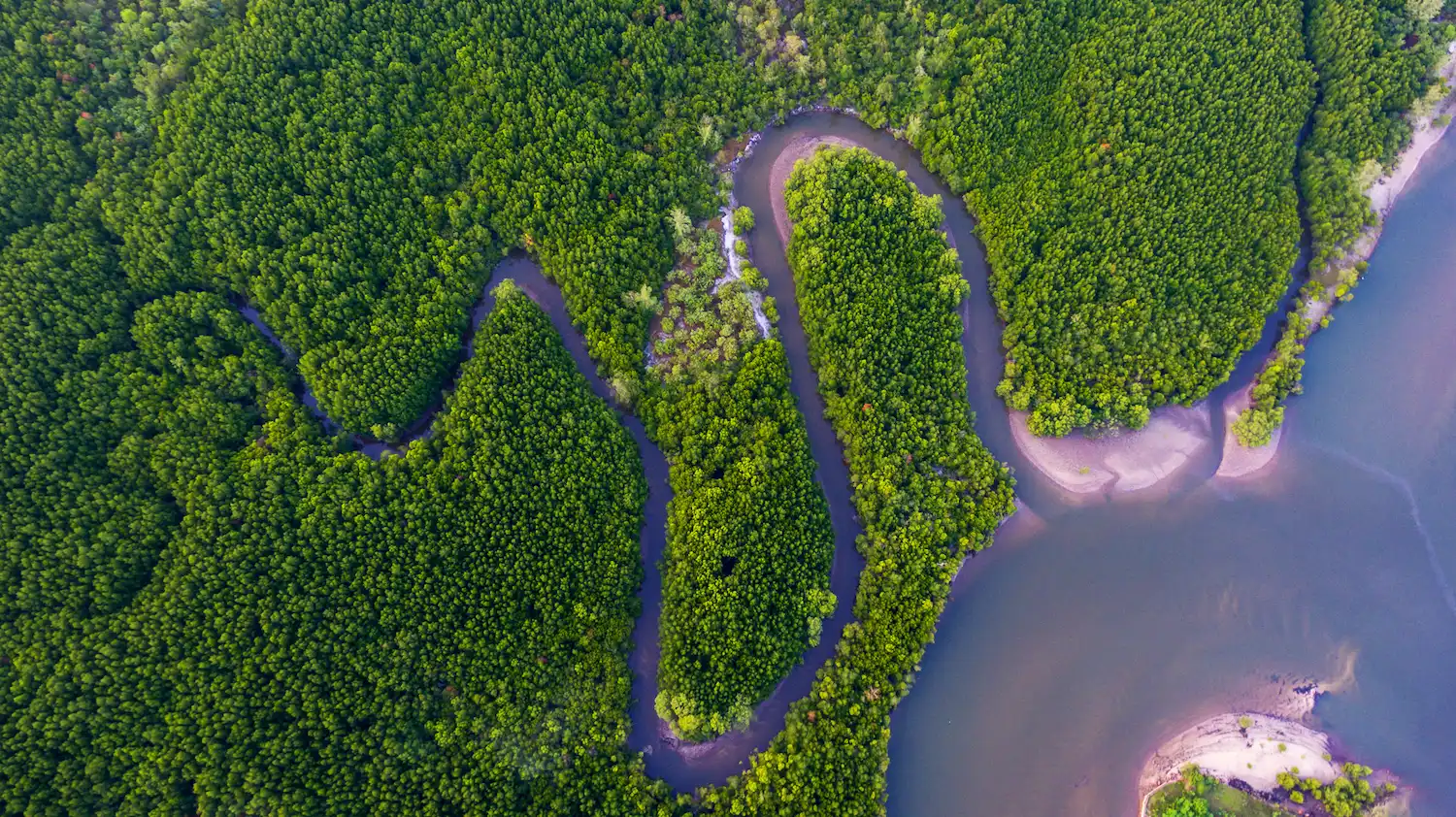 Mangrove Forest.webp