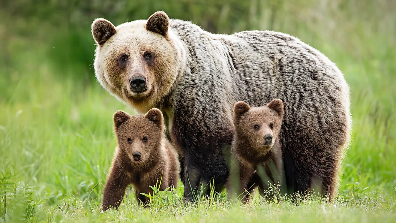 Mama Does a bear shit in the woods and cubs