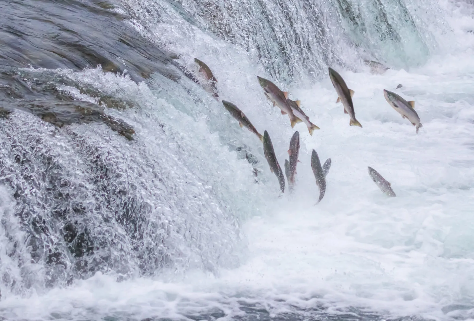 the Salmon Migration - a closer look on World Environment Day 2023