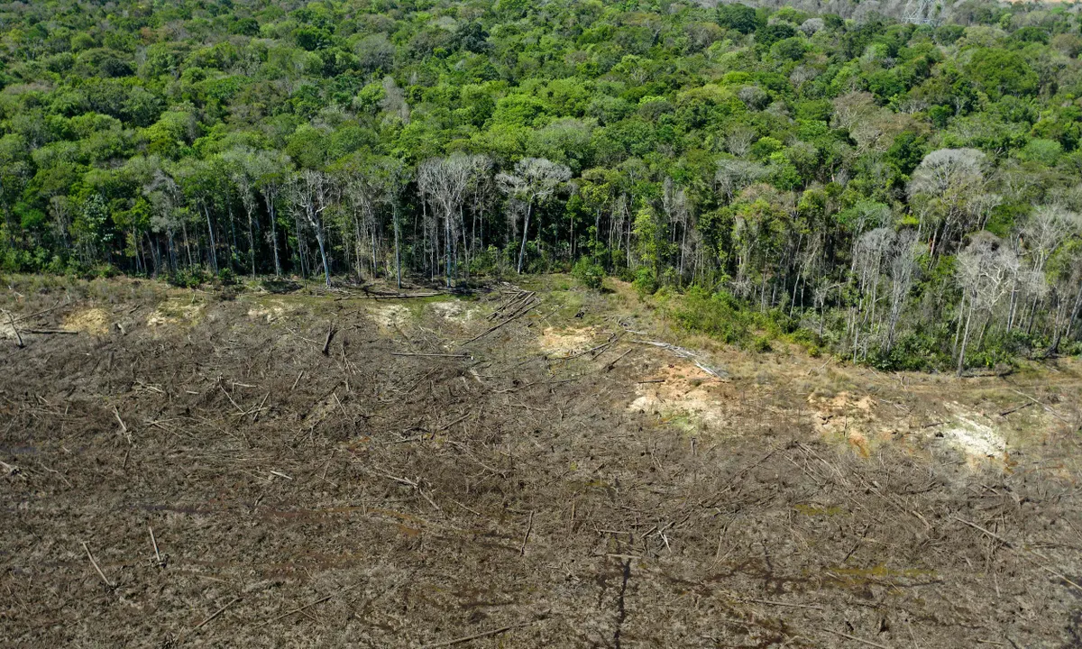 Brazil Rainforests
