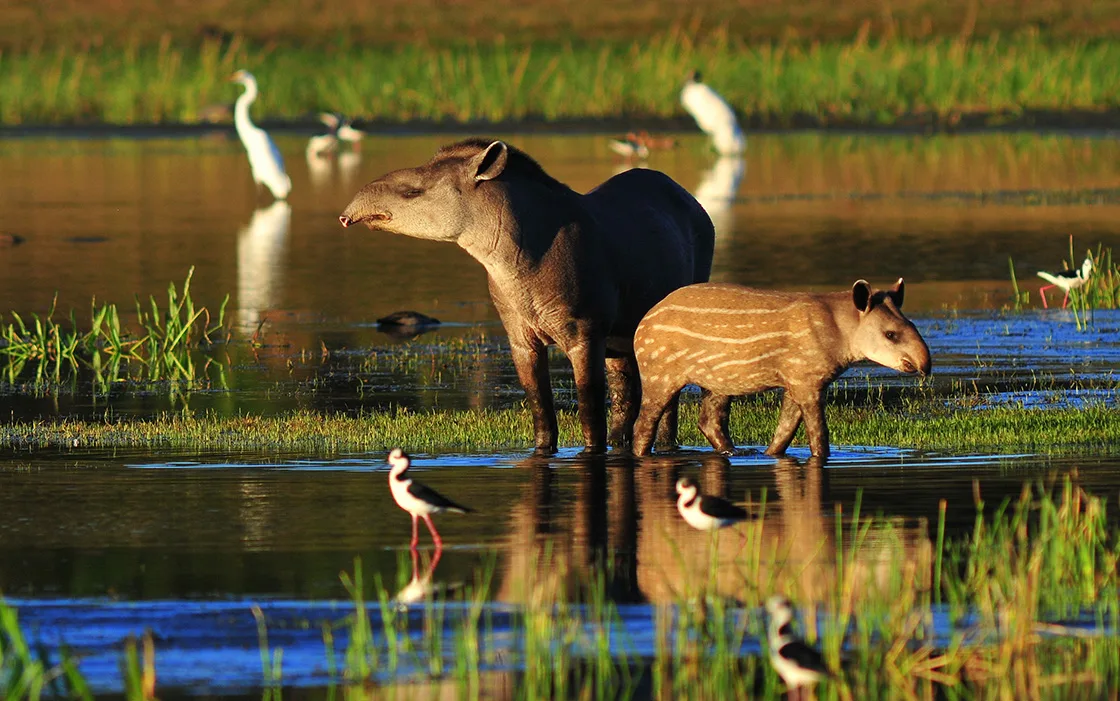 Amazon River in Brazil