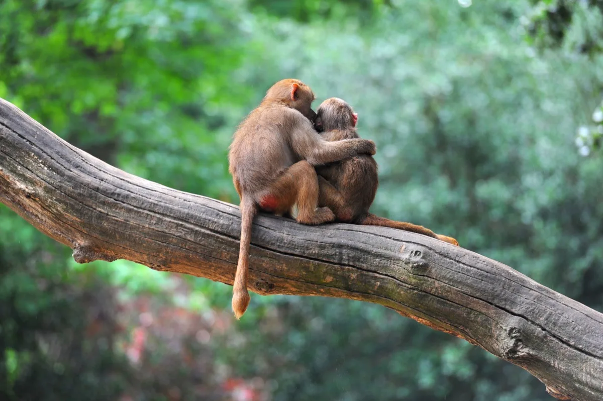 Animal love on World Environment Day