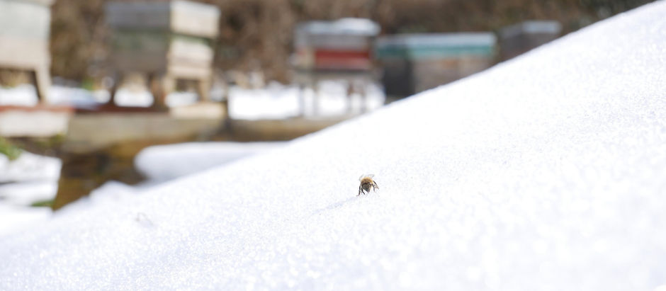 Winter's Beast from the East!