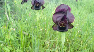 שישי בסימן פריחה: קק״ל בסיורי פריחה לקהל הרחב