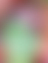 מתכון לסביצ'ה סלמון