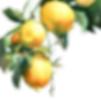 LTinfo_edited.png