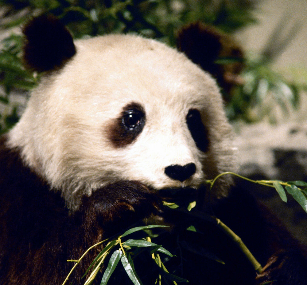 クマの祖先はジャイアントパンダ!?