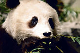 Panda Eating Bamboo