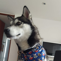 perro.jpeg