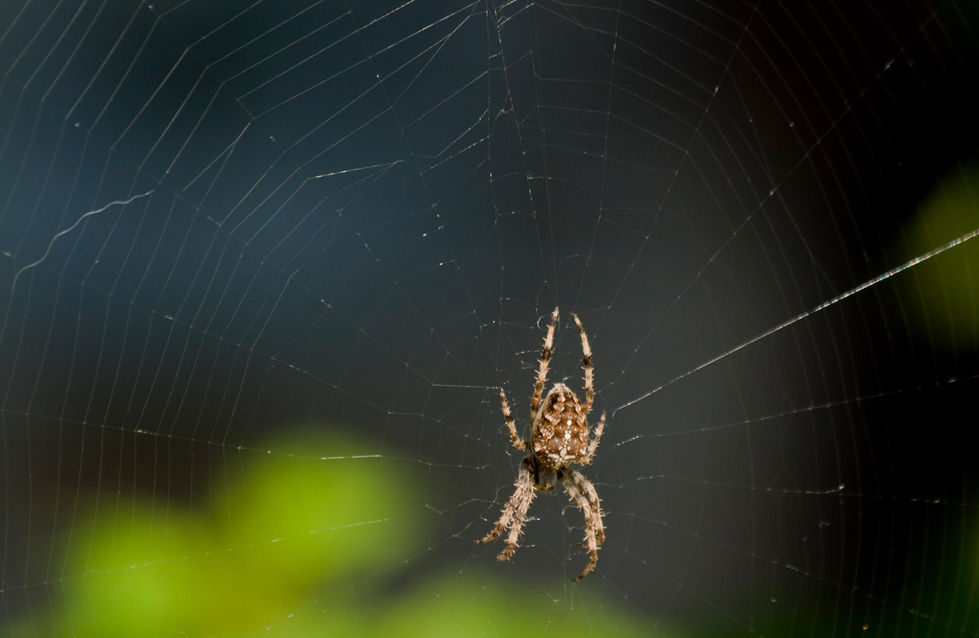 176194_4781300294074_668572551_o