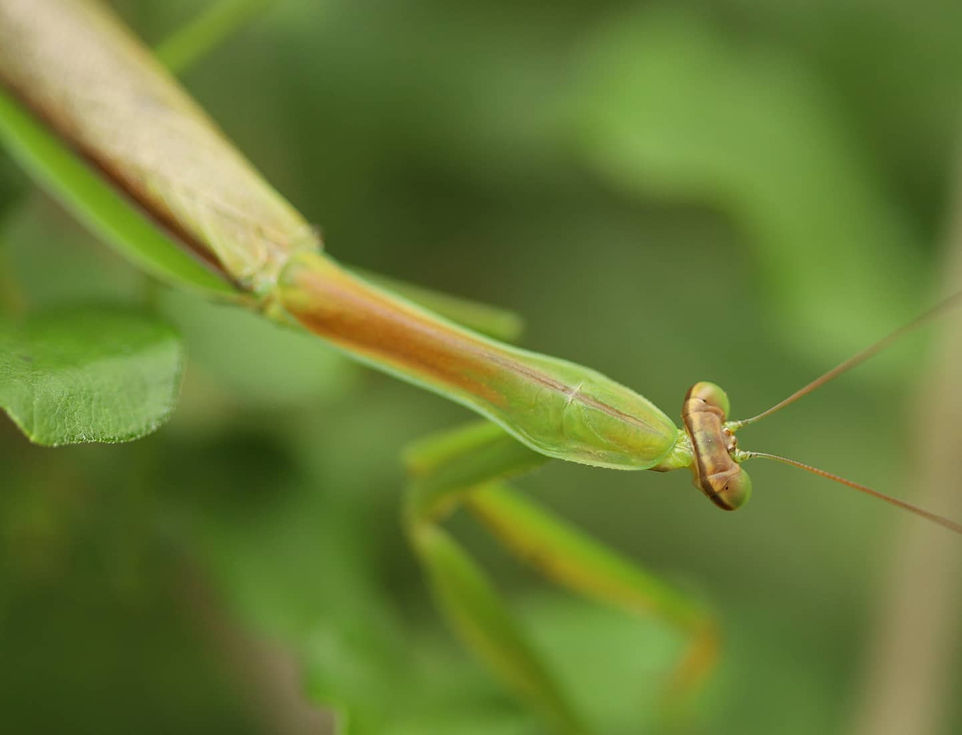 Mantis Love