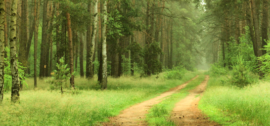 Passo a passo do Relatório de Impacto Ambiental