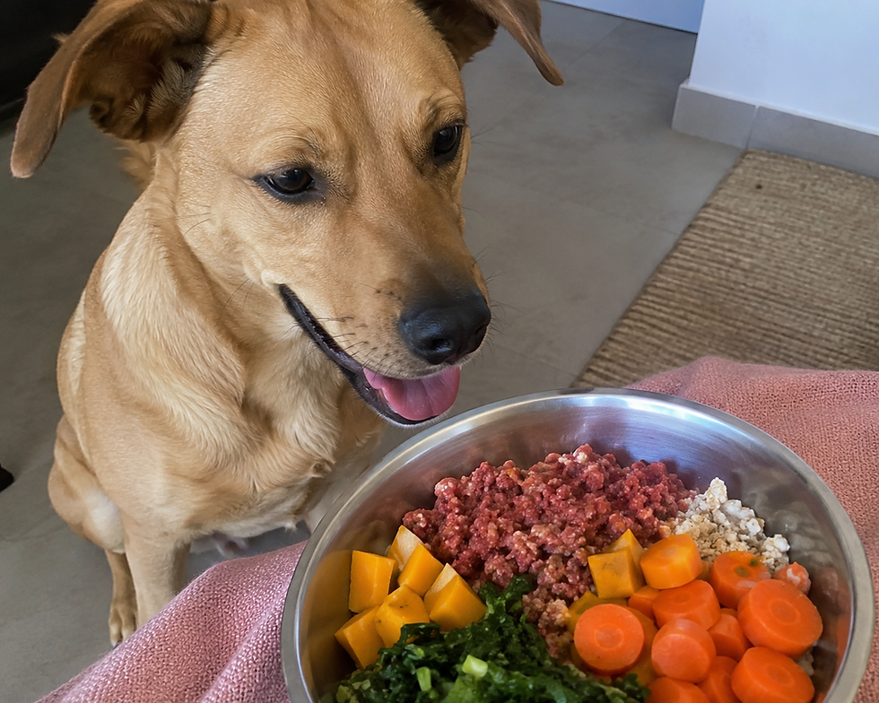 Alimentação Natural para Cães e Gatos: Guia Prático para Começar do Jeito Certo