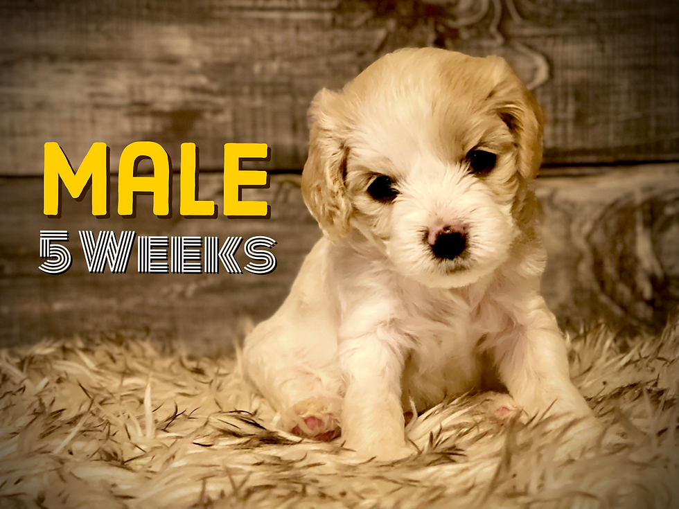 Thumbnail: Macchiato - Male