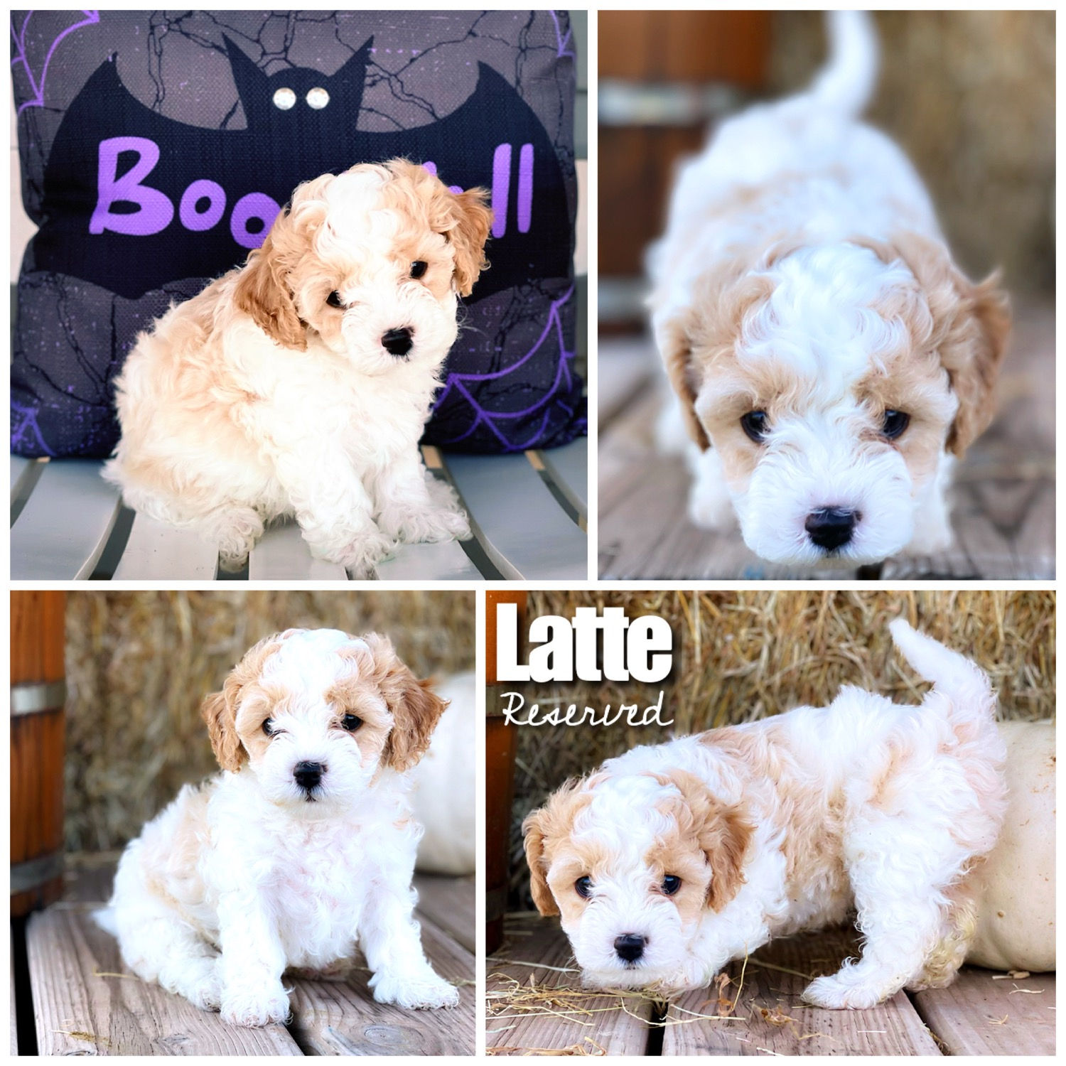 Latte - Female