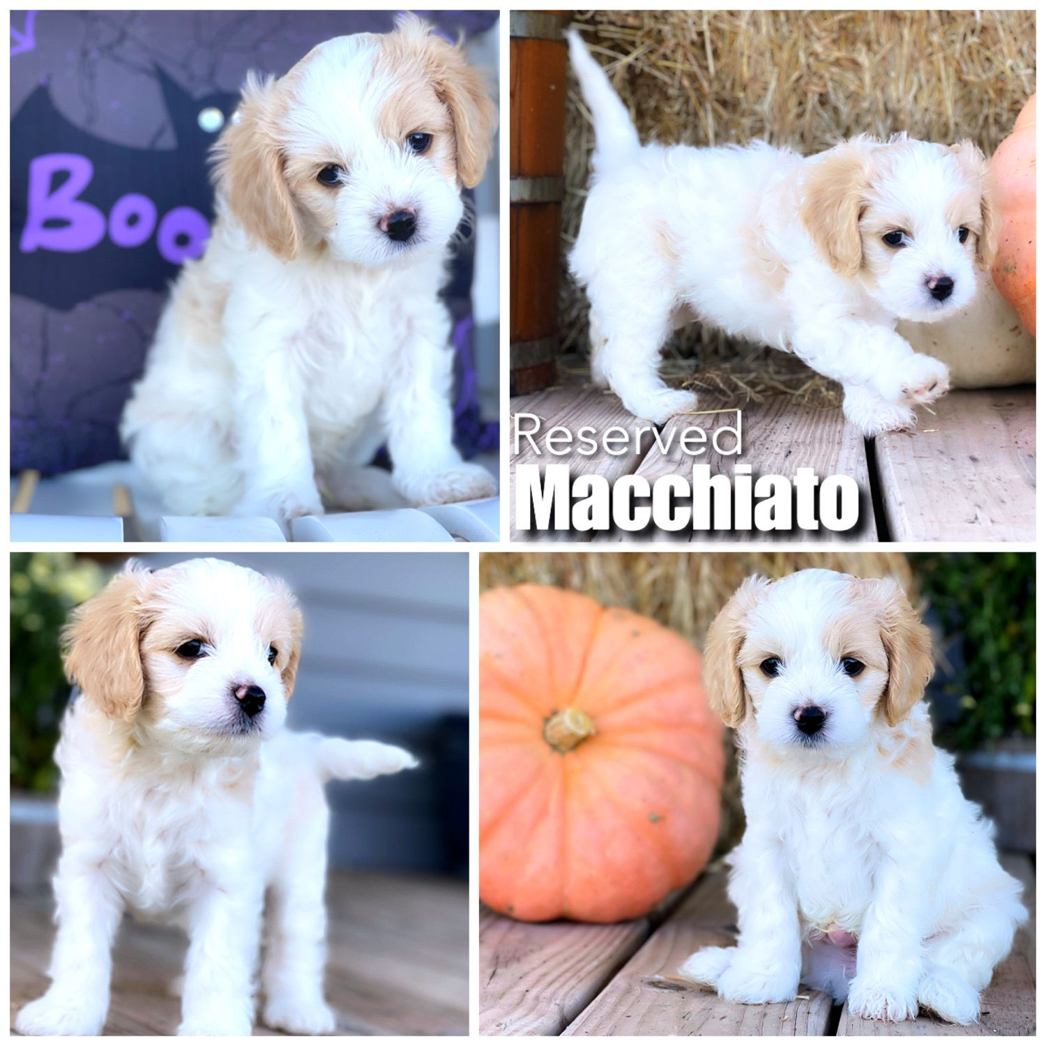 Macchiato - Male