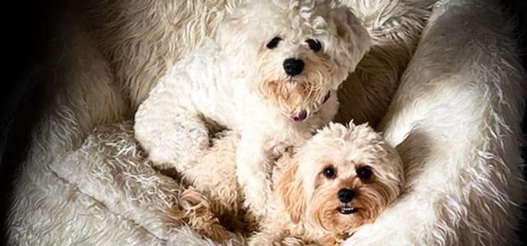 Mom and dad dogs.jpg