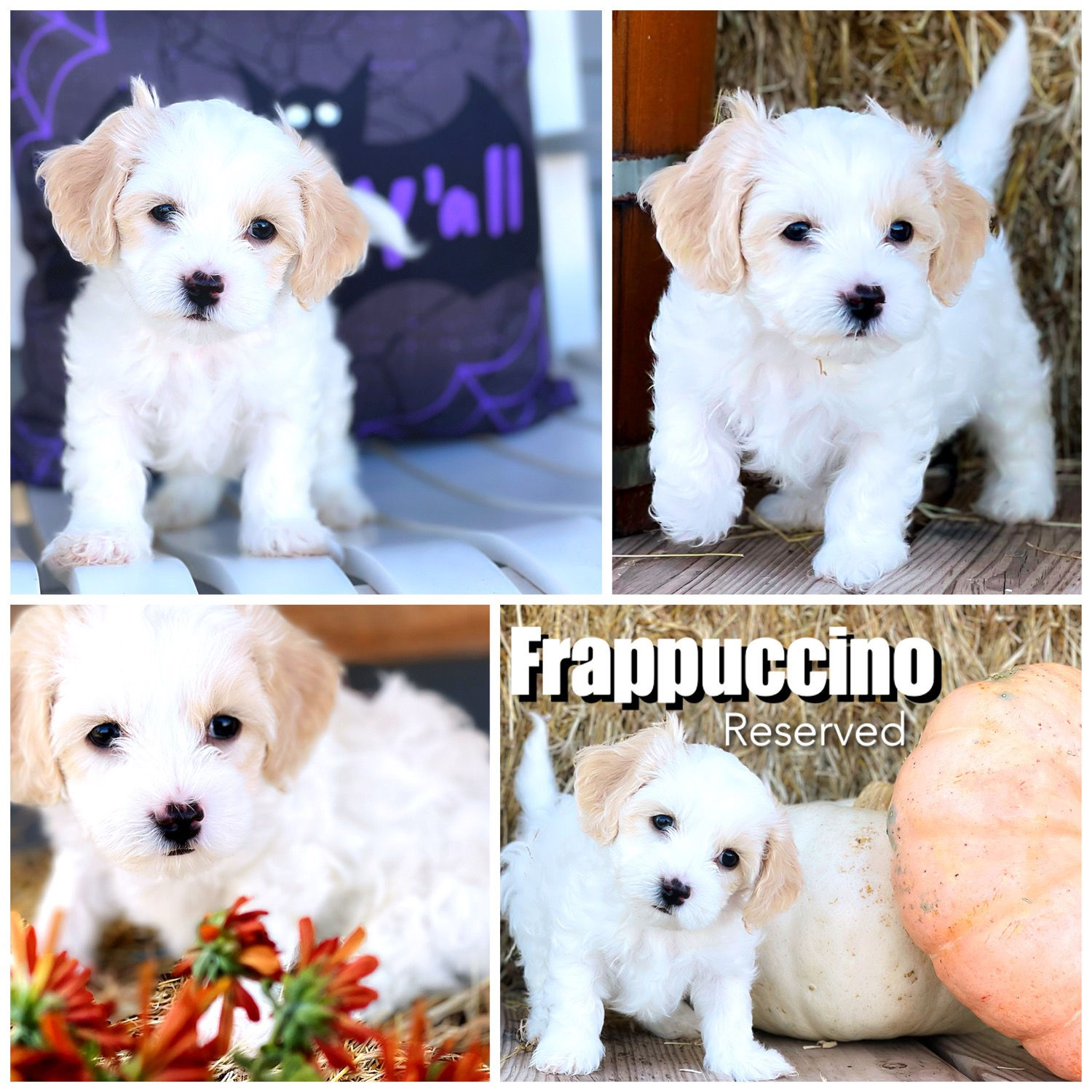 Frappuccino - Male