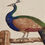 Thumbnail: Small English Embossed Peacock Watercolour Circa 1850