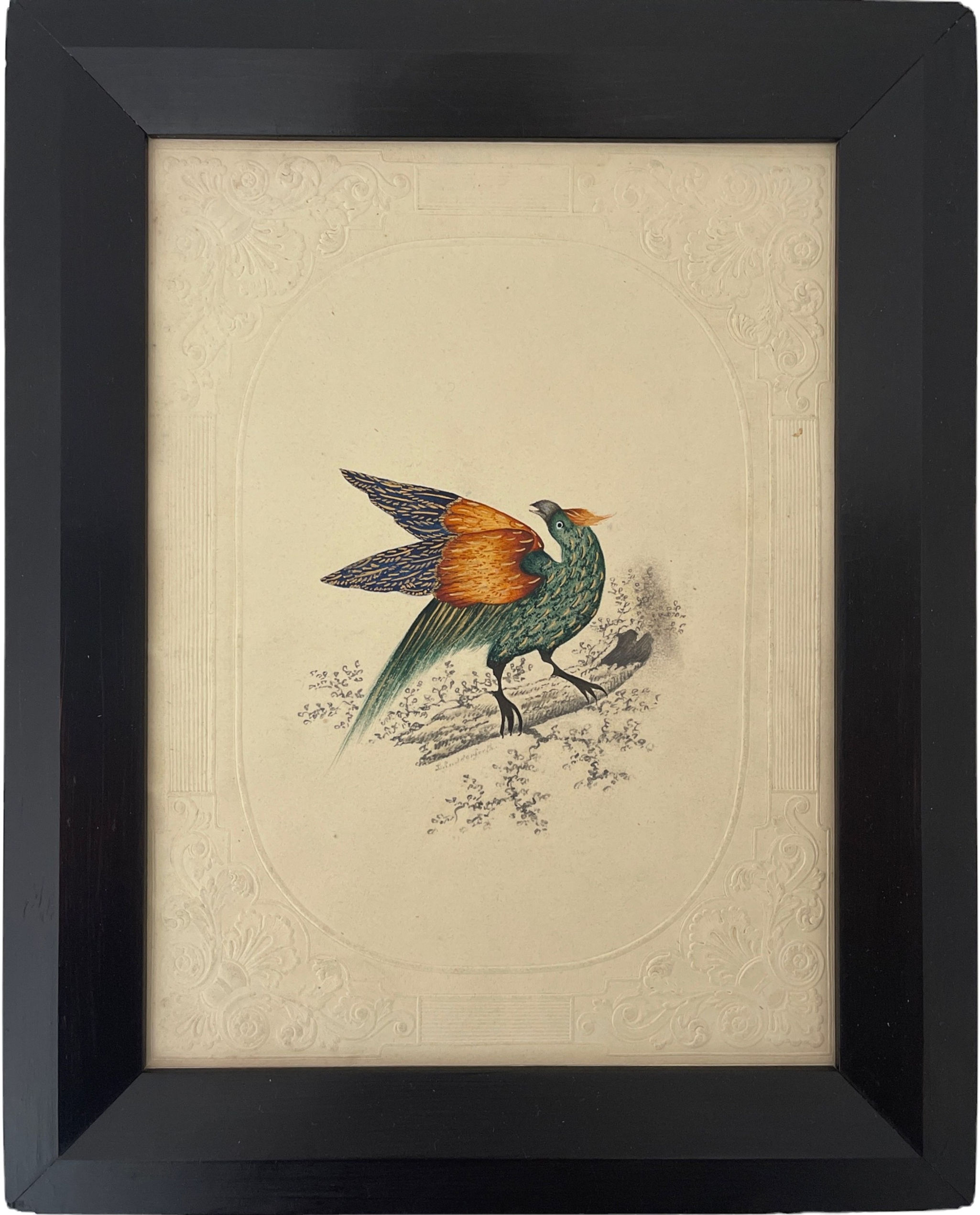 Antique English Watercolour of an Exotic Bird