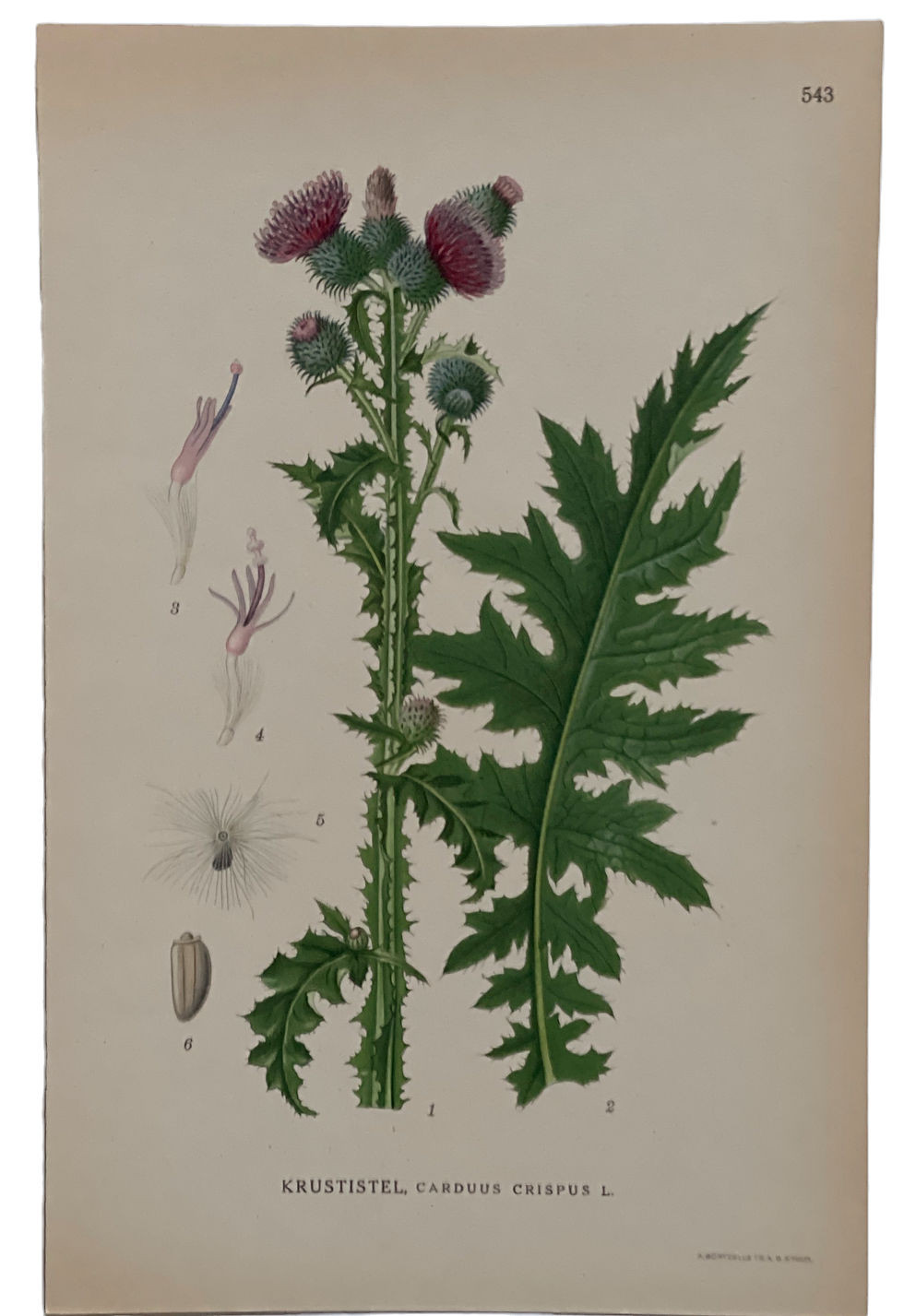 Thumbnail: Set of Six Swedish Botanical Lithographs, 1920