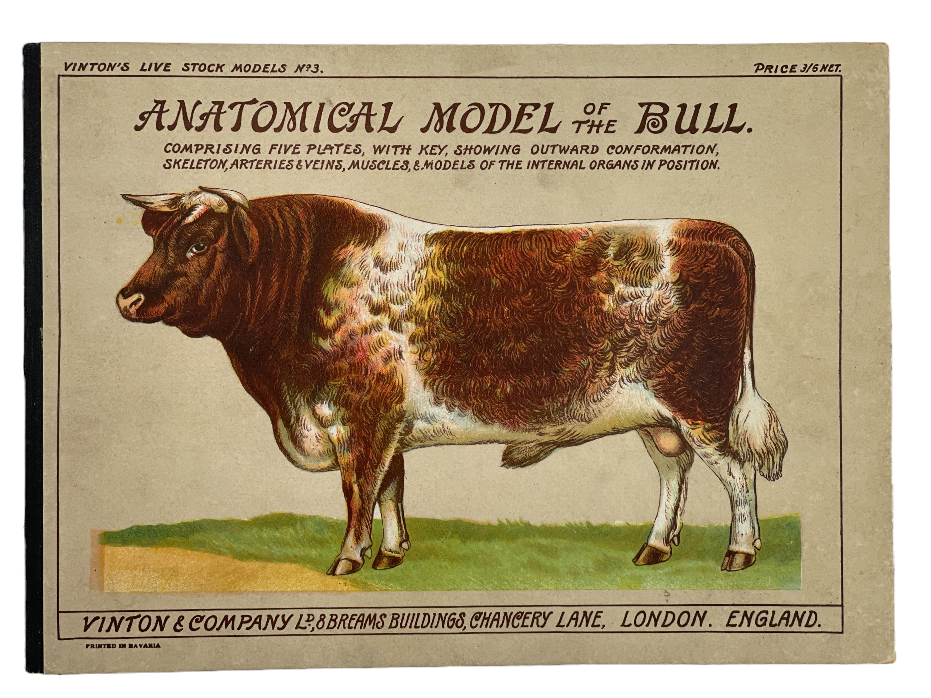 Anatomical Model of a Bull