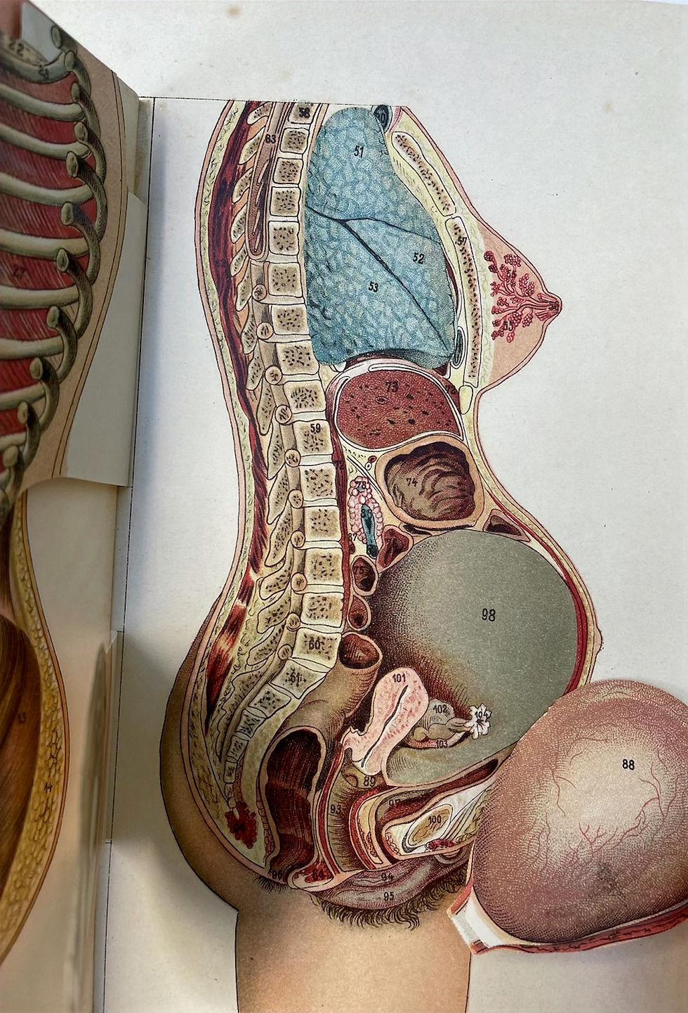 Thumbnail: Anatomical Model of a Pregnant Woman