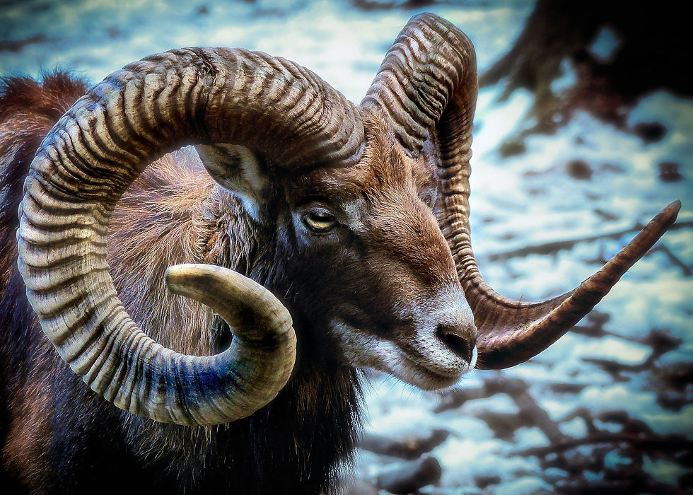 horns.jpg