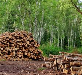 LOT CLEARING.jpg