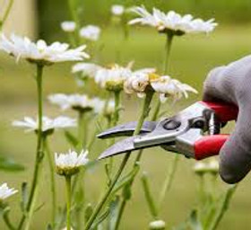 PRUNING.jpg