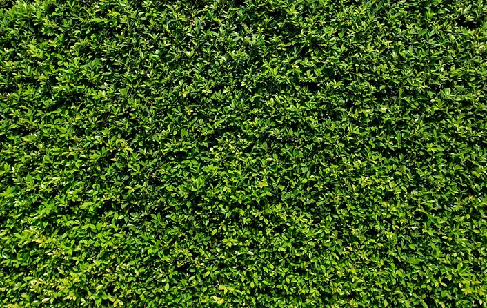 grasswall.webp