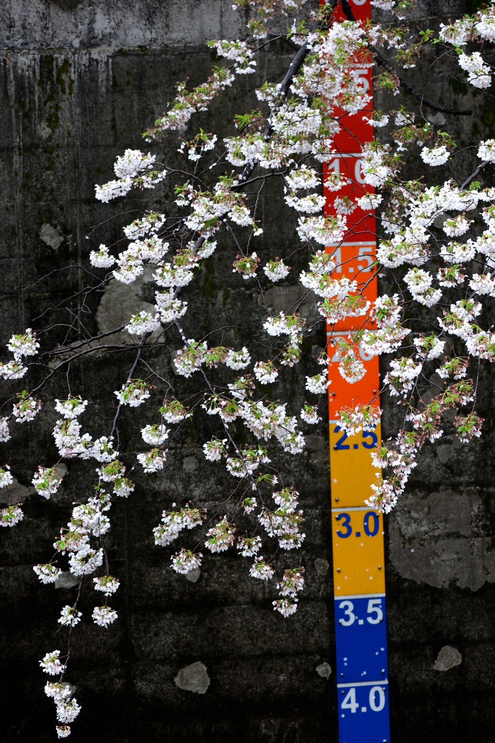 DSC_2217 のコピー