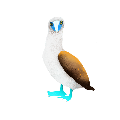 Blaufuß