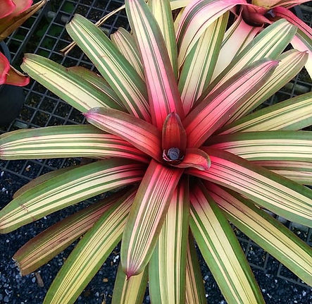 WhatsApp Image 2026-02-19 at 7.19.42 PM.jpeg