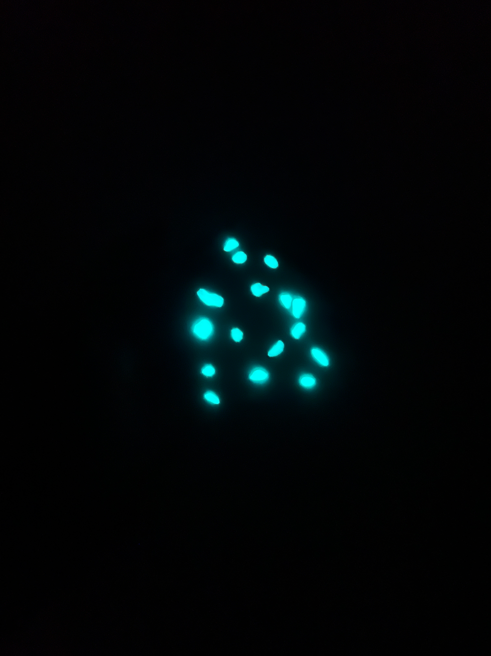 Thumbnail: New! Glow Toadstools