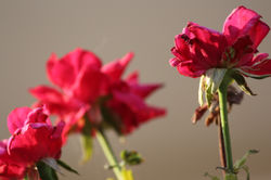 rose_1477712682337