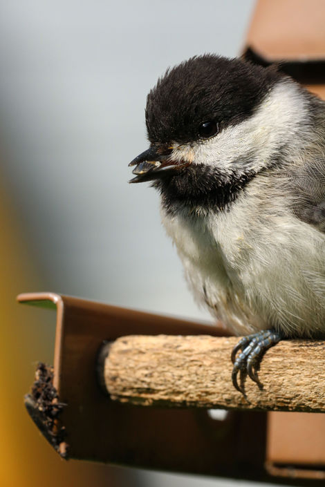 Chickadee