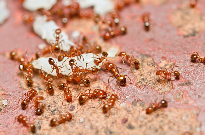 How to prevent an ant invasion.