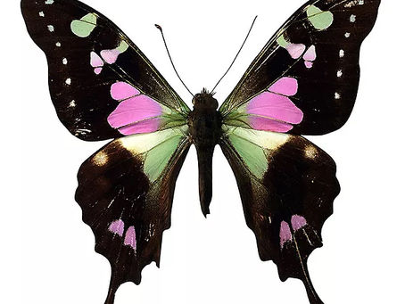 "I Am in Transition"