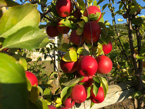 IMG_0136.jpeg