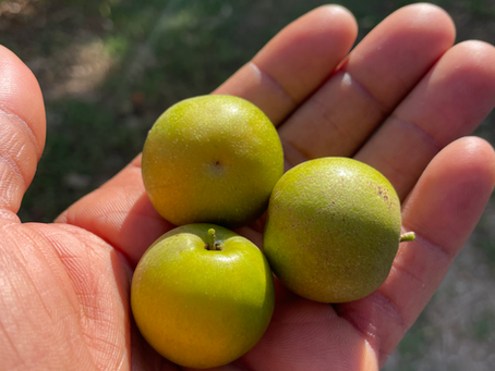 Gene's Calabash, a brand, a family business and a unique concept