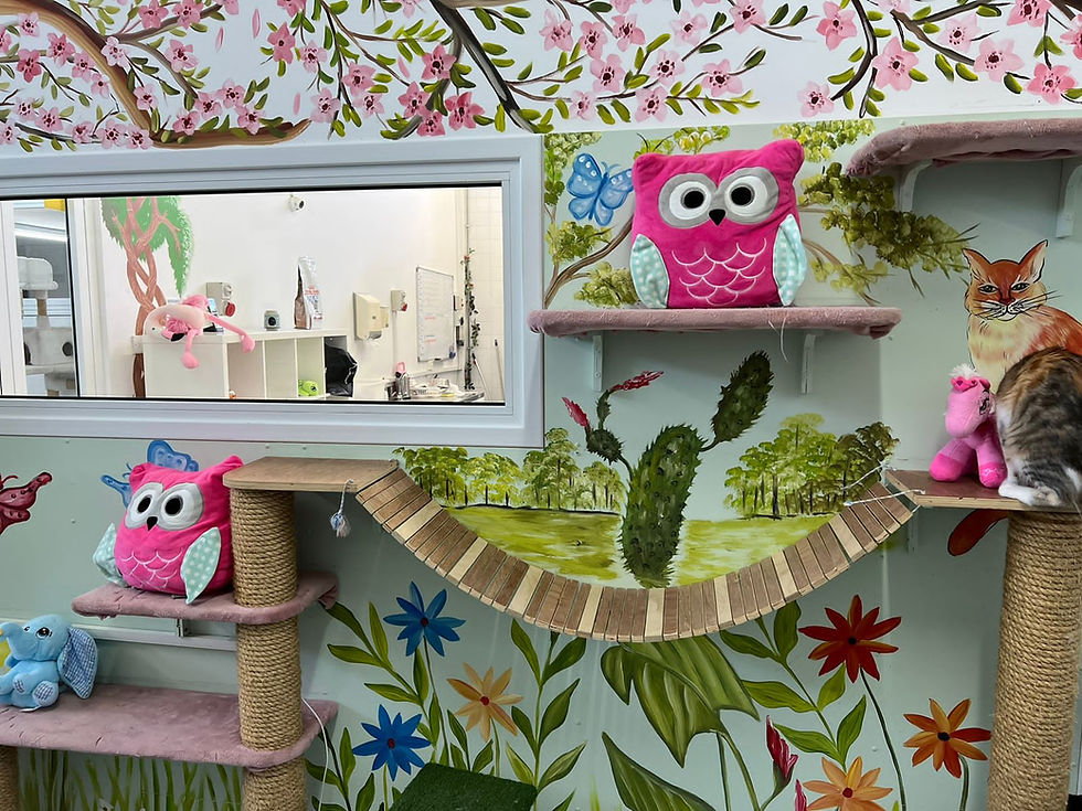 Boutique Play Wall in Cat Hotel