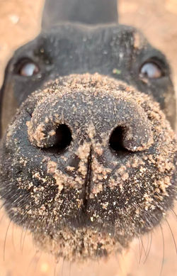 Labrador nose