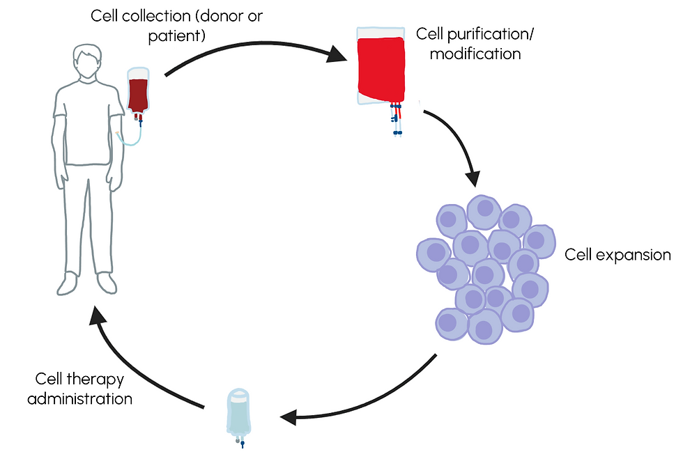 Autologous and allogenic cell therapy process showing adherent cell expansion