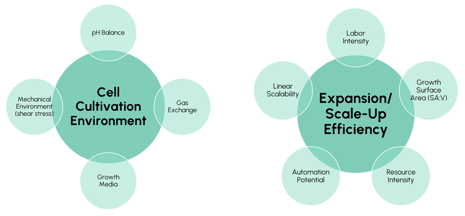 One big circle about cell cultivation environment and the considerations within this in smaller circles surrounding the bigger one including pH balance, mechanical environment, gas exchange, growth media. Second big bubble with criteria on expansion and scale-up efficiency with smaller bubbles surrounding it including labor intensity, linear scalability, automation potential, resource intensity, growth surface area (SA:V)