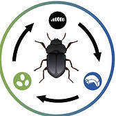 Inprotin Lifecycle - Tenebrio Molitor